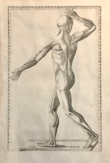 Eustachi (Eustachio o Eustachius) Bartolomeo (1500 ca.-1574) Tab. XXXI 1750 Roma